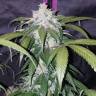 семена конопли с доставкой Auto Pineapple Express feminised Fast Buds семена конопли с доставкой Auto Pineapple Express feminised Fast Buds