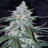 семена индийской конопли Auto Pineapple Express feminised Fast Buds семена индийской конопли Auto Pineapple Express feminised Fast Buds