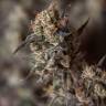 семена культурной конопли купить Sweet Pure CBD feminised Sweet Seeds семена культурной конопли купить Sweet Pure CBD feminised Sweet Seeds