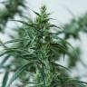 семена конопли индика Sweet Pure CBD feminised Sweet Seeds семена конопли индика Sweet Pure CBD feminised Sweet Seeds