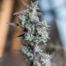 семена конопли медицинской Sweet Pure CBD feminised Sweet Seeds семена конопли медицинской Sweet Pure CBD feminised Sweet Seeds