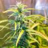 Green Crack fem купить конопляные семена в интернете  Green Crack fem купить конопляные семена в интернете