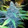 семена конопли с доставкой Auto Blueberry x Sweet Tooth feminised семена конопли с доставкой Auto Blueberry x Sweet Tooth feminised