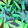 мощные семена конопли Auto Blueberry x Sweet Tooth feminised мощные семена конопли Auto Blueberry x Sweet Tooth feminised