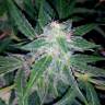 семена конопли интернет магазин Auto Blueberry x Sweet Tooth feminised семена конопли интернет магазин Auto Blueberry x Sweet Tooth feminised