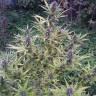 Shaman feminised Dutch Passion Seeds Shaman feminised Dutch Passion Seeds