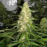 семена конопли наложенным платежом Auto Baikonur feminised Bang Seeds семена конопли наложенным платежом Auto Baikonur feminised Bang Seeds