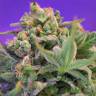 хорошие семена конопли Auto Sweet Cheese regular хорошие семена конопли Auto Sweet Cheese regular