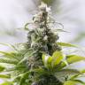 семена индийской конопли Green Crack CBD feminised Humboldt Seeds семена индийской конопли Green Crack CBD feminised Humboldt Seeds
