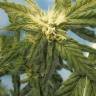 Flowershell Bomb feminised Ganja Seeds купить семена каннабиса  Flowershell Bomb feminised Ganja Seeds купить семена каннабиса