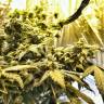 Flowershell Bomb feminised Ganja Seeds Качественные семена марихуаны в интернете  Flowershell Bomb feminised Ganja Seeds Качественные семена марихуаны в интернете