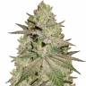 Flowershell Bomb feminised Ganja Seeds Flowershell Bomb feminised Ganja Seeds