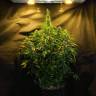 семена конопли в интернете Auto Northern Lights x White Widow feminised семена конопли в интернете Auto Northern Lights x White Widow feminised
