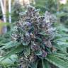 где можно заказать семена конопли Blue Power feminised где можно заказать семена конопли Blue Power feminised