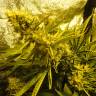 семена конопли для выращивания Auto Pineapple regular семена конопли для выращивания Auto Pineapple regular