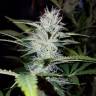 семена конопли интернет магазин Auto Pineapple regular семена конопли интернет магазин Auto Pineapple regular