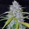 качественные семена конопли Auto Six Shooter feminised Fast Buds