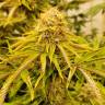 семена конопли интернет магазин Black D.O.G. feminised Humboldt Seeds семена конопли интернет магазин Black D.O.G. feminised Humboldt Seeds