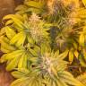 Flowerbomb Kush fem купить семена каннабиса в интернете  Flowerbomb Kush fem купить семена каннабиса в интернете