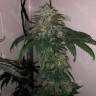 Flowerbomb Kush feminised Ganja Seeds качественные и дешевые семена марихуаны в интернете  Flowerbomb Kush feminised Ganja Seeds качественные и дешевые семена марихуаны в интернете