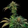 заказ семян конопли White Widow x Somango feminised заказ семян конопли White Widow x Somango feminised
