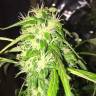 семена конопли Auto Jack x White Widow feminised семена конопли Auto Jack x White Widow feminised