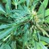 семена конопли наложенным платежом Auto Jack x White Widow feminised семена конопли наложенным платежом Auto Jack x White Widow feminised