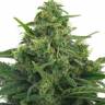 купить семена конопли Lowryder feminised купить семена конопли Lowryder feminised