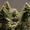 Critical Cheese feminised Dinafem Seeds Critical Cheese feminised Dinafem Seeds