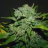 семена конопли элитных сортов Auto Balkhash feminised Bang Seeds семена конопли элитных сортов Auto Balkhash feminised Bang Seeds
