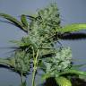 семена конопли аутдор Auto Balkhash feminised Bang Seeds семена конопли аутдор Auto Balkhash feminised Bang Seeds