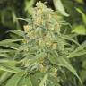 заказ семян конопли Спб Green Crack feminised Humboldt Seeds заказ семян конопли Спб Green Crack feminised Humboldt Seeds