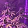 семена конопли в оригинальных упаковках Green Crack feminised Humboldt Seeds семена конопли в оригинальных упаковках Green Crack feminised Humboldt Seeds