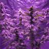 семена конопли недорого Green Crack feminised Humboldt Seeds семена конопли недорого Green Crack feminised Humboldt Seeds