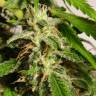 семена конопли гидропоники Sweet Tai feminised Sweet Seeds семена конопли гидропоники Sweet Tai feminised Sweet Seeds