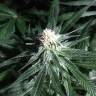 Critical Plus feminised Ganja Seeds купить семена конопли в интернете  Critical Plus feminised Ganja Seeds купить семена конопли в интернете