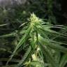 Critical Plus feminised Ganja Seeds купить семена каннабиса  Critical Plus feminised Ganja Seeds купить семена каннабиса