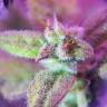 качественные семена конопли Auto Maxigom x Northern Lights feminised качественные семена конопли Auto Maxigom x Northern Lights feminised