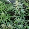 семена конопли в оригинальных упаковках Auto Maxigom x Northern Lights feminised семена конопли в оригинальных упаковках Auto Maxigom x Northern Lights feminised