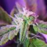 семена конопли недорого Auto Maxigom x Northern Lights feminised семена конопли недорого Auto Maxigom x Northern Lights feminised