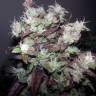 Strawberry Cough feminised Dutch Passion Seeds Strawberry Cough feminised Dutch Passion Seeds