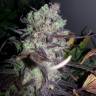Strawberry Cough feminised Dutch Passion Seeds Strawberry Cough feminised Dutch Passion Seeds