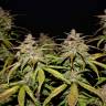 где заказать семена конопли Auto Smoothie feminised Fast Buds где заказать семена конопли Auto Smoothie feminised Fast Buds