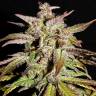 семена конопли наложенным платежом Auto Smoothie feminised Fast Buds семена конопли наложенным платежом Auto Smoothie feminised Fast Buds