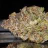 заказать качественные семена конопли Auto Smoothie feminised Fast Buds заказать качественные семена конопли Auto Smoothie feminised Fast Buds