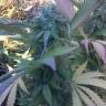 заказать качественные семена конопли Kaya Gold feminised Nirvana Seeds заказать качественные семена конопли Kaya Gold feminised Nirvana Seeds