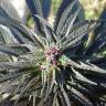 семена конопли почтой Kaya Gold feminised Nirvana Seeds семена конопли почтой Kaya Gold feminised Nirvana Seeds
