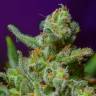 семена сортовой конопли Wild Rose feminised Sweet Seeds семена сортовой конопли Wild Rose feminised Sweet Seeds