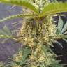Critical Jack fem семена каннабиса дешево и качественно Critical Jack fem семена каннабиса дешево и качественно