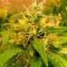 Critical Jack fem купить семена от лучшего бридера  Critical Jack fem купить семена от лучшего бридера